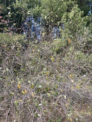 Elaeagnus