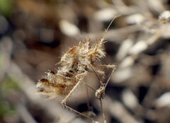 Phyllomorpha laciniata