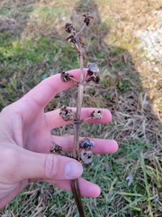 Sagittaria brevirostra