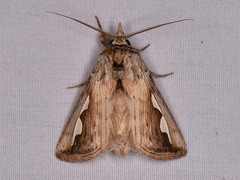 Didugua argentilinea
