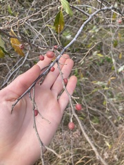 Elaeagnus