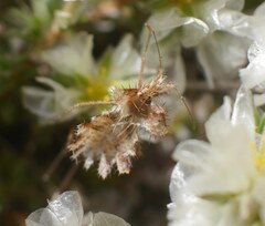 Phyllomorpha laciniata