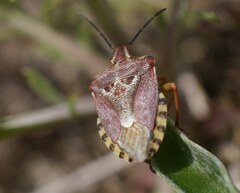 Codophila varia