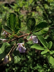 Vitex harveyana