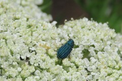 Melyris
