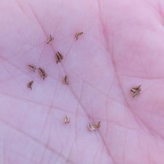 Sagittaria brevirostra