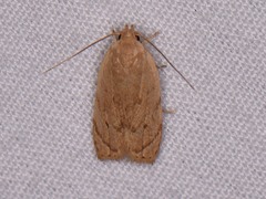 Antaeotricha haesitans
