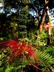 Calliandra houstoniana