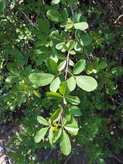 Vitex harveyana