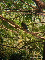 Halcyon smyrnensis