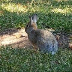 Sylvilagus nuttallii