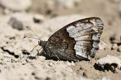 Hipparchia alcyone