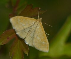 Sitochroa verticalis