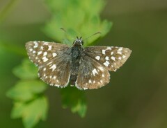 Pyrgus malvae