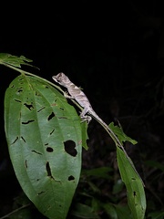 Anolis fuscoauratus