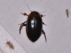 Hydaticus bimarginatus