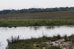 Limnophyton angolense