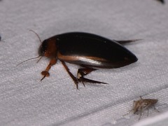 Hydaticus bimarginatus