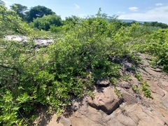 Vitex harveyana