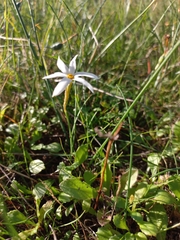 Narcissus deficiens