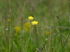 Ranunculus illyricus
