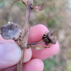 Sagittaria brevirostra