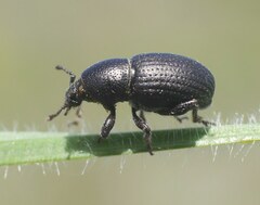 Psallidium maxillosum