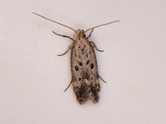 Neodactylota liguritrix