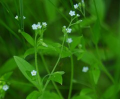 Myosotis sparsiflora