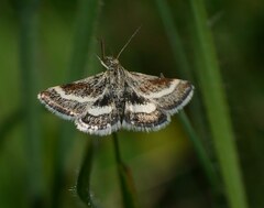 Atralata albofascialis