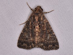 Condica albigera