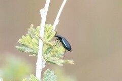Lebia
