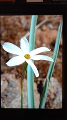 Narcissus deficiens