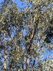 Eucalyptus globulus