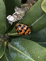 Harmonia axyridis
