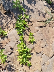 Vitex harveyana