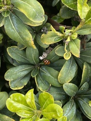 Harmonia axyridis