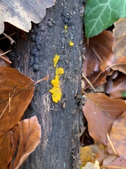Tremella mesenterica