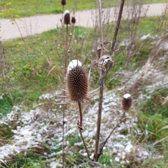 Dipsacus laciniatus