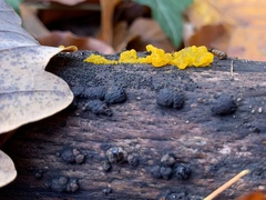 Tremella mesenterica