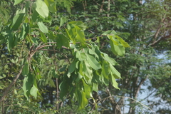 Terminalia brachystemma