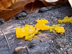 Tremella mesenterica