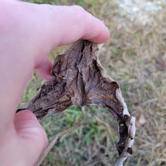 Sagittaria brevirostra