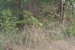 Pteridium centrali-africanum