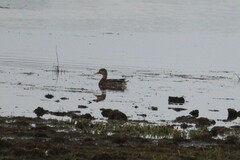 Anas rubripes × platyrhynchos