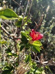 Hibisceae