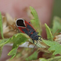 Melacoryphus admirabilis