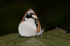 Dynamine coenus