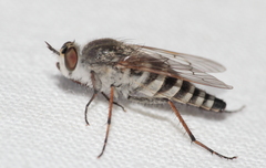 Therevidae
