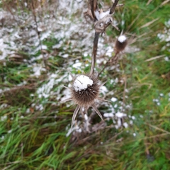 Dipsacus laciniatus